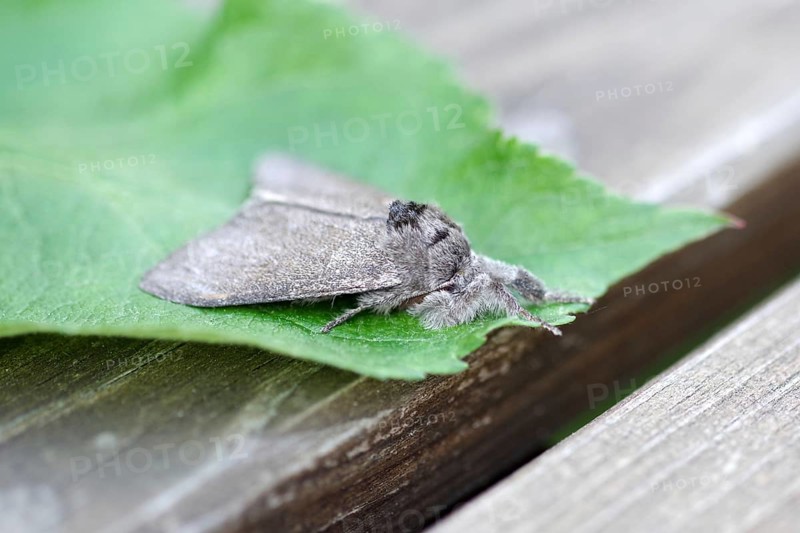 Calliteara pudibunda, Moth, Macro, Hair, In the resting position the Calliteara pudibunda stretches out its densely hairy forelegs