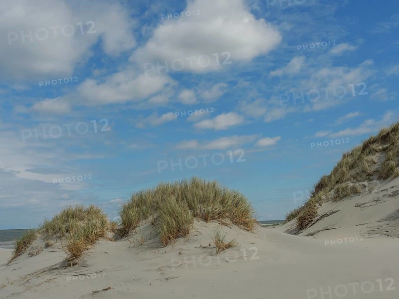 Sunny day with sand dunes and reeds on the beach under a blue sky with clouds, dunes by the sea with clouds in the blue sky, nes, ameland, netherlands