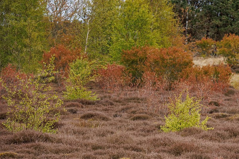 Spring heath with a colourful mix of green and brown bushes and trees, grasses and shrubs with trees and a walking path in a heath landscape, Nes, Ameland, Niederlade