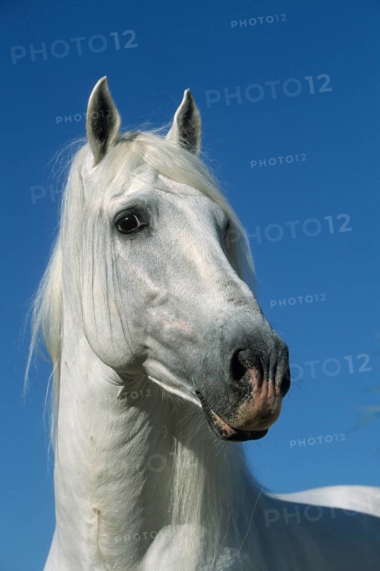 Andalusian, Andalusian horse, Antequera, Andalusia, Spain, Europe