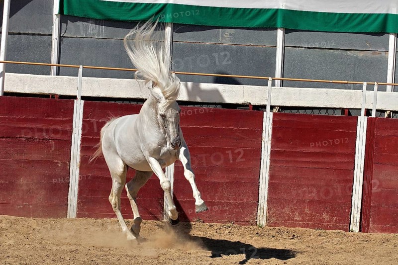 Andalusian, Andalusian horse, Antequerra, Andalusia, Spain, Europe