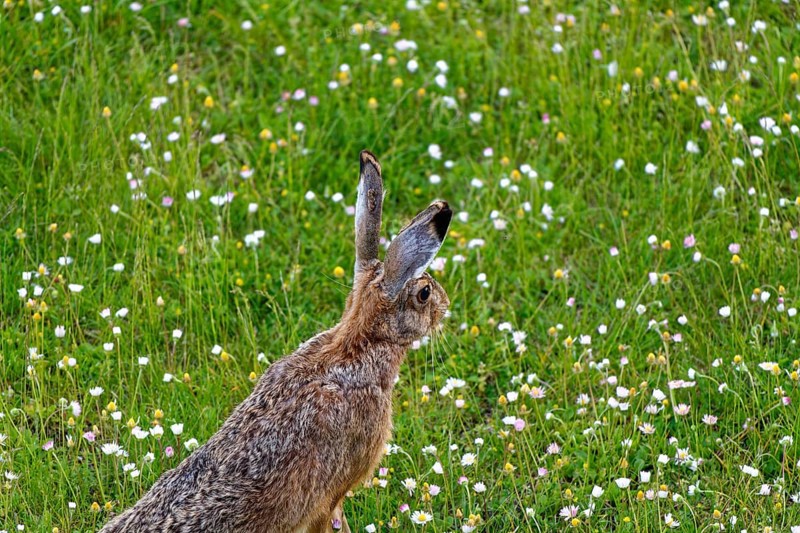 A European hare (Lepus europaeus) seen from the side standing in a flowering meadow surrounded by grass and wildflowers, Wismar, Muehlenteich, Mecklenburg-Vorpommern, Germany, Europe