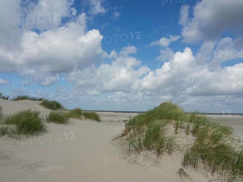 Sand dunes with tufts of grass under a blue sky with white clouds, sand dune with dune grass on a beach in front of a cloudy sky, spiekeroog, germany