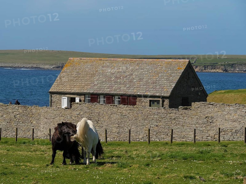 Two ponies standing in a pasture in front of a stone wall and a farmhouse with the sea in the background, black and white horses in front of a stone house in a meadow by the blue sea, Lerwick, Shetland, Scotland, United Kingdom, Europe