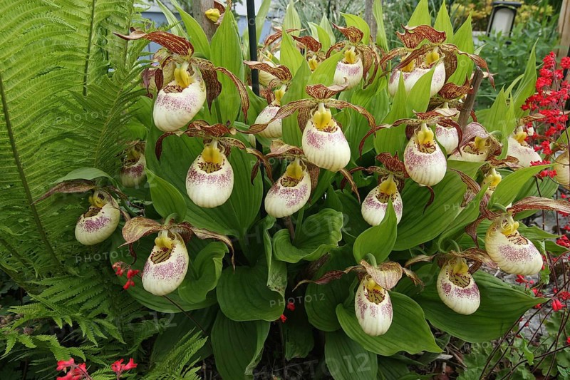 Southern lady's slipper orchid (Cypripedium Kentuckiense) Origin North America, garden plant in Allgaeu, Bavaria, Germany, Europe