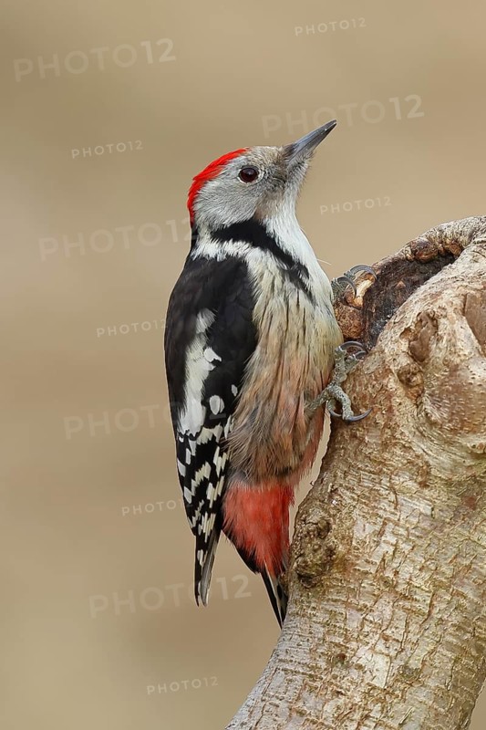 Middle spotted woodpecker (Dendrocopos medius) sitting at a water pot in a tree trunk, Animals, Birds, Woodpeckers, Wilnsdorf, North Rhine-Westphalia, Germany, Europe