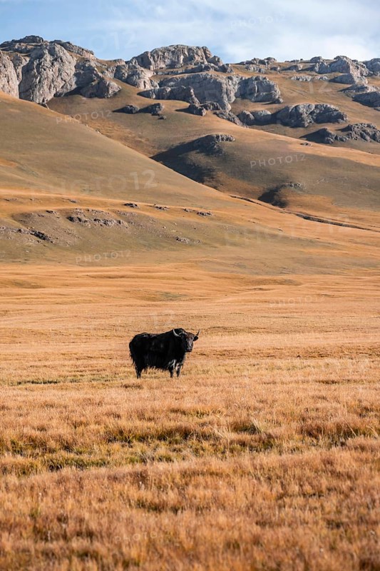 Yak on the autumnal plateau with yellow grass, Tian Shan, Sky Mountains, Sary Jaz Valley, Kyrgyzstan, Asia