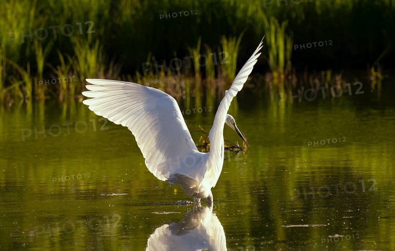 Great egret (Ardea alba), hunting, water, Lower Austria