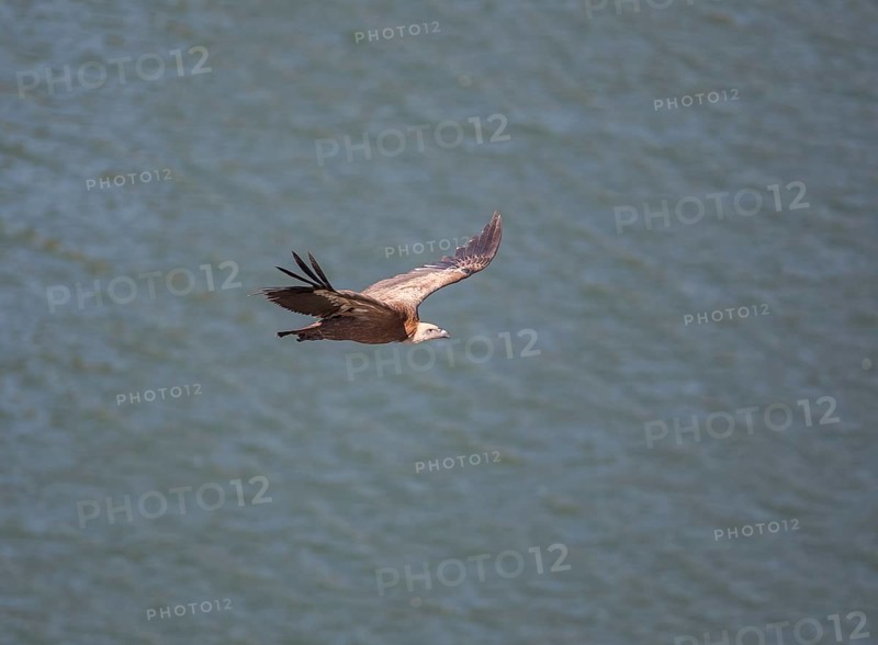 Griffon vulture (Gyps fulvus), Monfraguee National Park, Extremadura, Castilla La Mancha, Spain, Europe