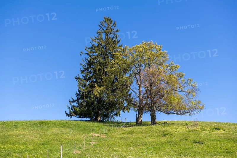 Fir and copper beech in a meadow near Fuessen, Allgaeu, Ostallgaeu, Bavaria, Germany, Europe