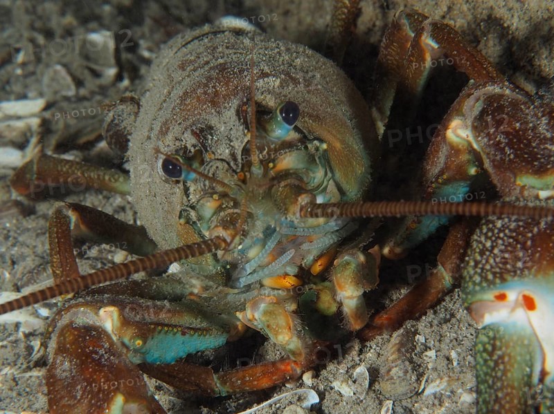 Detailed view of a crayfish head with focussed eyes. Signal crayfish (Pacifastacus leniusculus), American crayfish, invasive species. Terlinden dive site, Kuesnacht, Lake Zurich, Canton Zurich, Switzerland, Europe