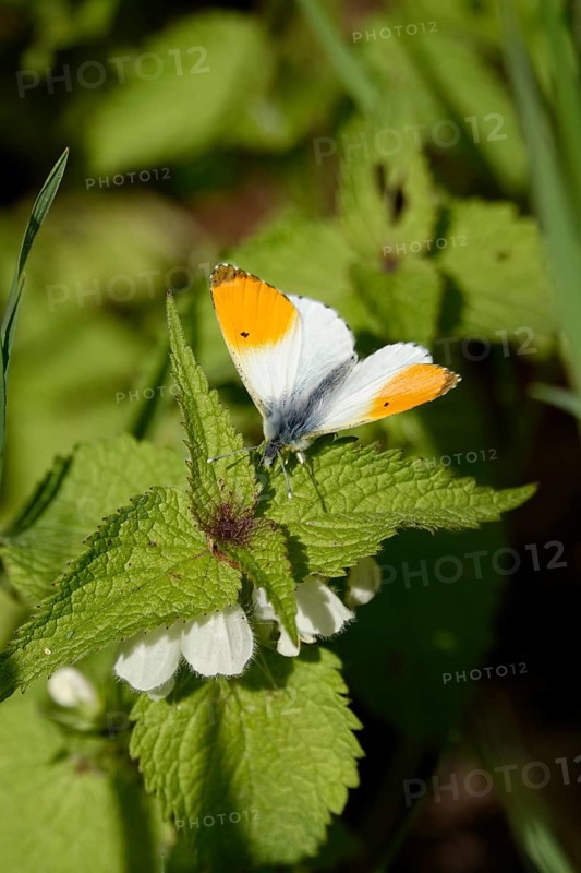 Orange tip (Anthocharis cardamines), May, Saxony, Germany, Europe