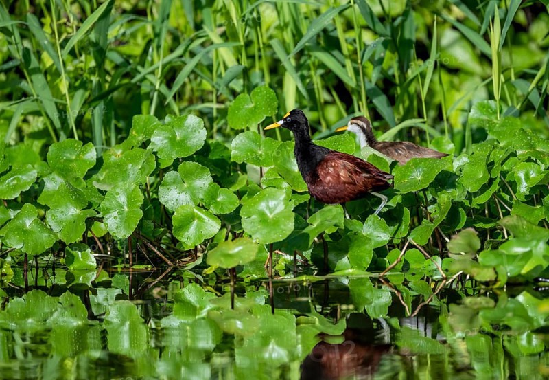 Northern jacana (Jacana spinosa), female and male among aquatic plants in the water, Tortuguero National Park, Costa Rica, Central America
