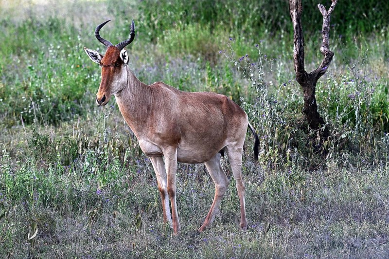 Coke's Hartebeest (Alcelaphus buselaphus cokii), adult, Serengeti National Park, Tanzania, Africa