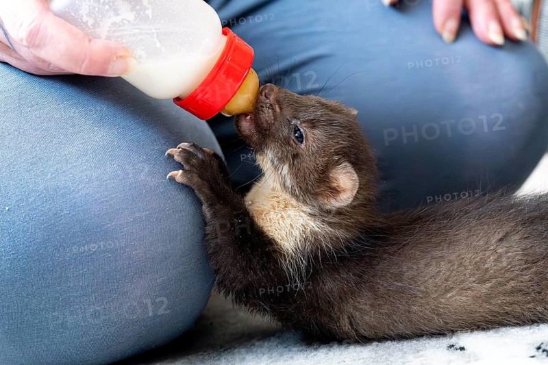 Beech marten (Martes foina), practical animal welfare, young animal receives milk with a bottle in a wildlife rescue centre, North Rhine-Westphalia, Germany, Europe
