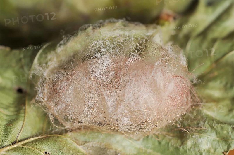 Pale tussock (Calliteara pudibunda), cocoon, North Rhine-Westphalia, Germany, Europe