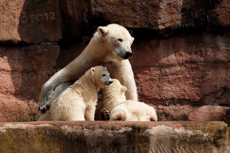 Polar bear mother with two young polar bears, Ursus maritimus, Nuremberg Zoo, Am Tiergarten 30, Nuremberg, Middle Franconia, Bavaria, Germany, Europe