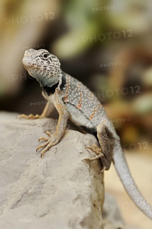 Common collared lizard (Crotaphytus collaris), captive, occurring in North America