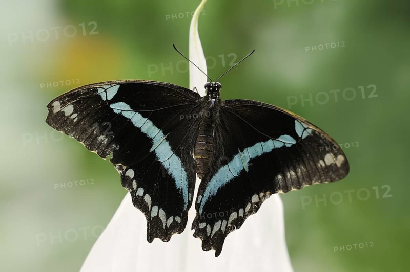 Narrow Green-Banded Swallowtail (Papilio nireus), captive, occurrence in Africa