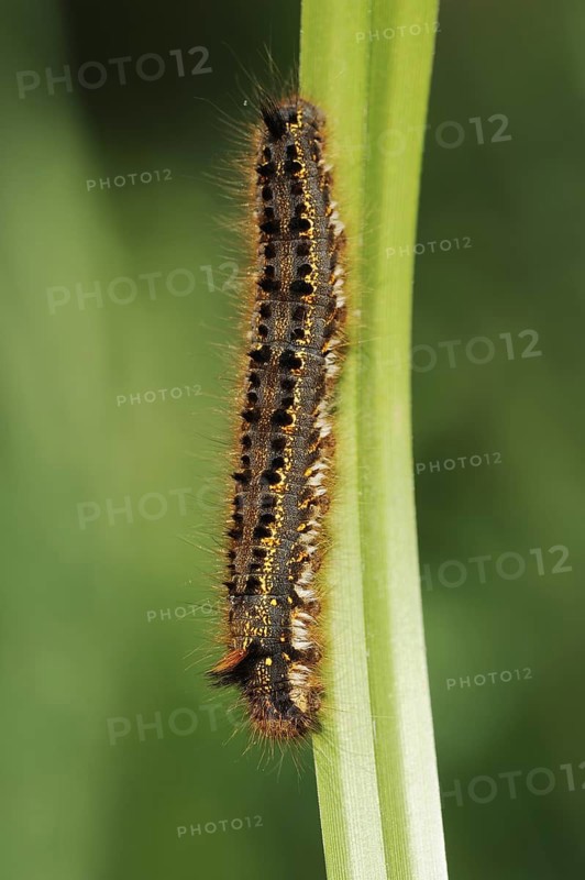 Drinker moth (Euthrix potatoria), caterpillar, North Rhine-Westphalia, Germany, Europe