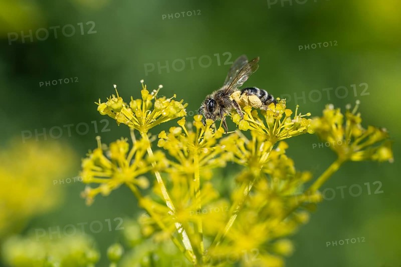 Honey bee (Apis mellifera) a Yellow umbel (Smyrnium perfoliatum), Emsland, Lower Saxony, Germany, Europe