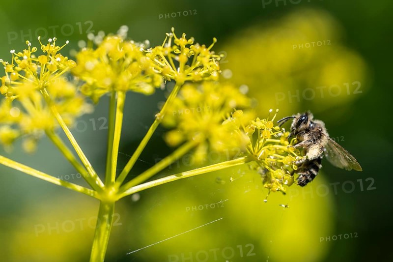 Honey bee (Apis mellifera) a Yellow umbel (Smyrnium perfoliatum), Emsland, Lower Saxony, Germany, Europe