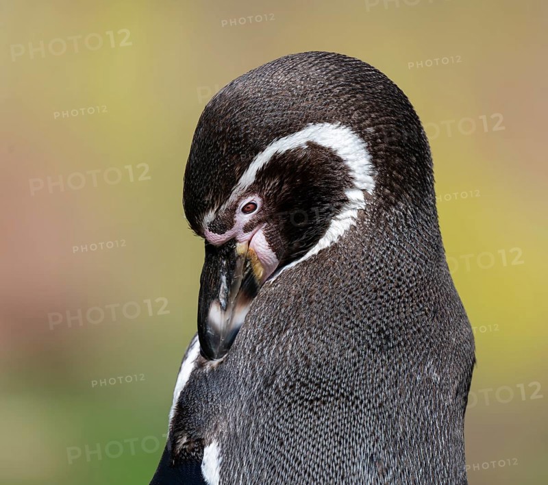 Humboldt penguin (Spheniscus humboldti) preens itself, occurrence in South America, captive, Germany, Europe
