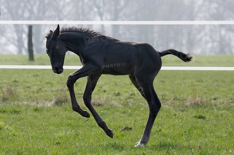 Hanoverian, foal
