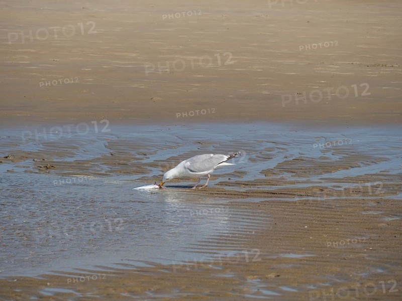 A seagull bends down to peck at a fish in the sand, squabbling seagulls on a north sea beach at low tide, larinae, de haan, Belgium, Europe