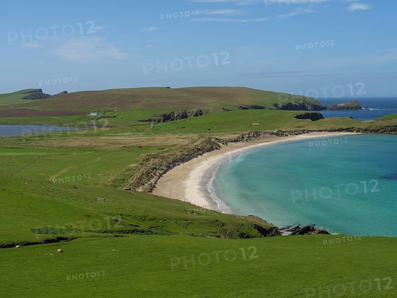 The landscape shows a sandy beach surrounded by green hills and crystal clear blue water under a wide blue sky, golden beach with green meadows on a deep blue sea with blue sky, lerwick, shetland, Scotland, United Kingdom, Europe