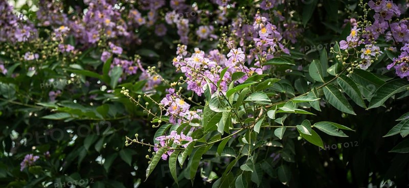 Natural Queens Crape Myrtle (Lagerstroemia speciosa) violet flowers blooming in a forest