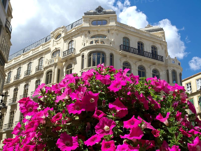 Old building with pink flower clusters in the foreground under a clear sky, blossom and palm trees in front of historic buildings, malaga, spain
