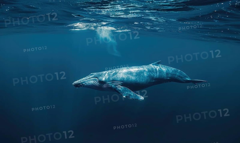 An underwater view of a blue whale AI generated