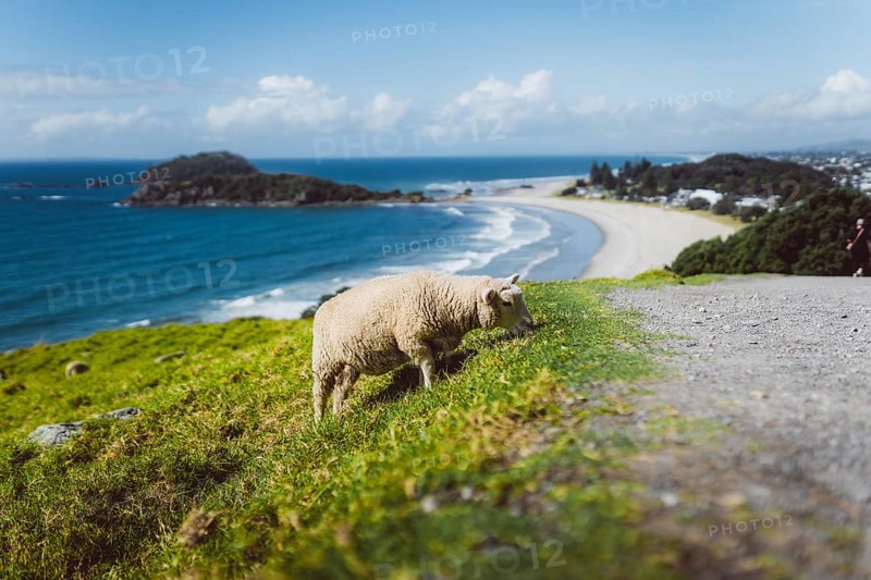 Sheep grazing with a paradisiacal view of the beach and the sea with the city of Tauranga in the background. Taken in Tauranga, New Zealand, Oceania