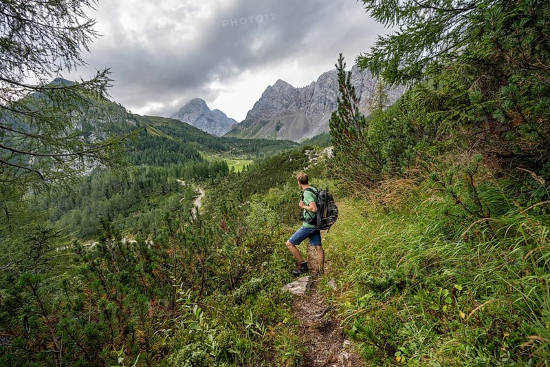 Mountaineer on a hiking trail between mountain pines, Carnic High Trail, view back to the Upper Wolayer Alpe, Carnic Main Ridge, Carnic Alps, Carinthia, Austria, Europe