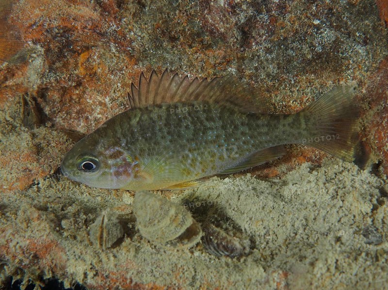 A freshwater fish with a shiny body, pumpkinseed sunfish (Lepomis gibbosus), swimming over a sandy bottom next to rocks. Dive site Pumpwerk Rueschlikon, Lake Zurich, Canton Zurich, Switzerland, Europe