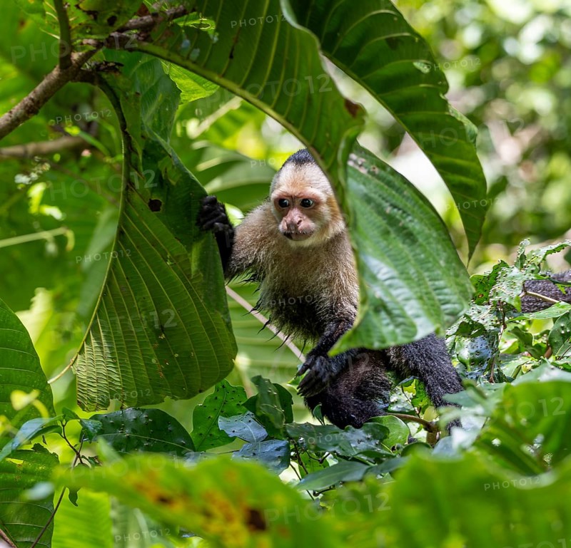 White-headed capuchin (Cebus imitator) looking out from between leaves, Tortuguero National Park, Costa Rica, Central America