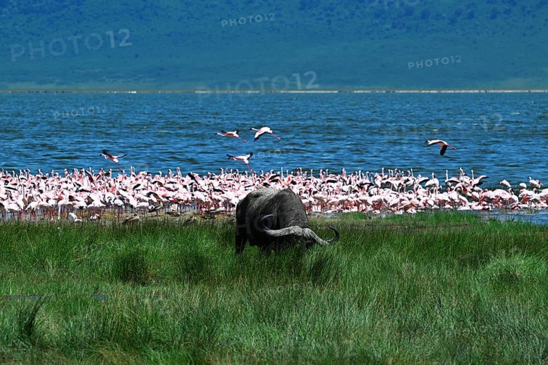 African Buffalo (Syncerus caffer) and Lesser flamingos (Phoeniconaias minor), Ngorongoro Crater, Ngorongoro Conservation Area, Tanzania, Africa