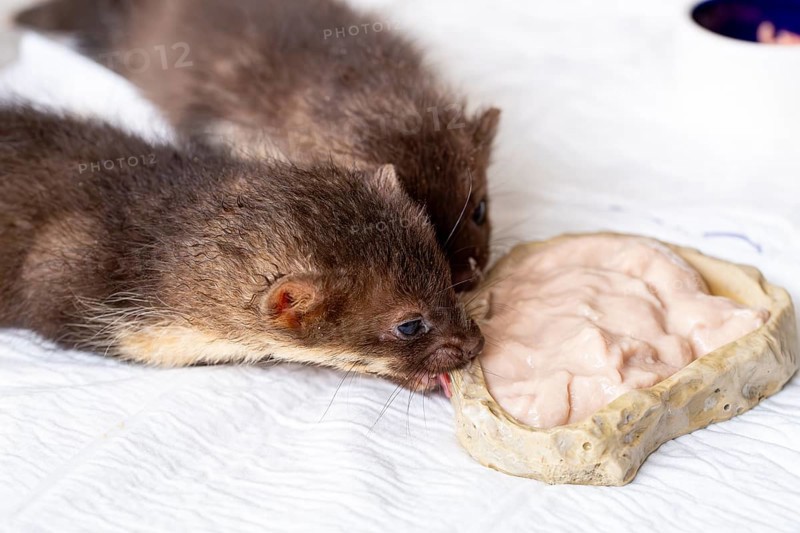 Beech marten (Martes foina), practical animal welfare, two young animals eating in a wildlife rescue centre, North Rhine-Westphalia, Germany, Europe