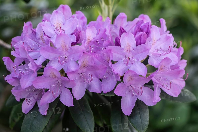Rhododendron flowers (Rhododendron catawbiense Grandiflorum), Emsland, Lower Saxony, Germany, Europe