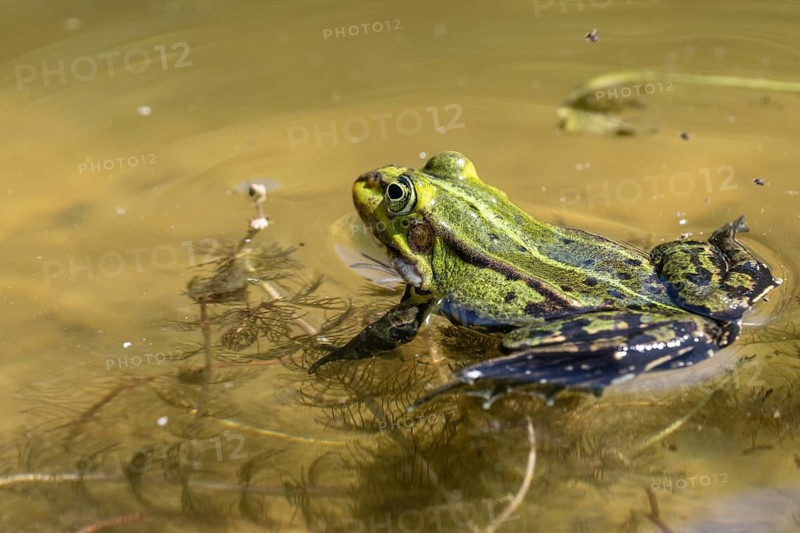 Green frog (Rana esculenta), Emsland, Lower Saxony, Germany, Europe
