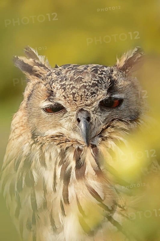 Bengal Eagle Owl (Bubo bengalensis, Bubo bubo bengalensis), captive, occurrence in Asia