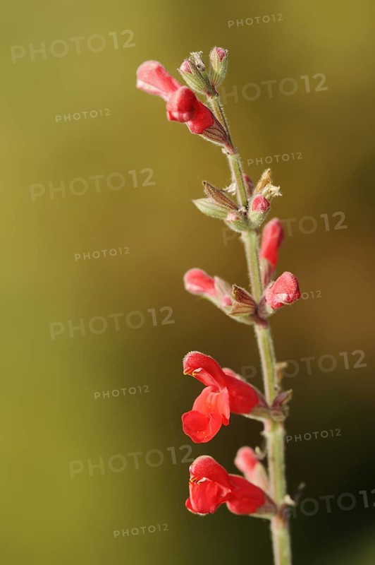 Guava sage (Salvia darcyi, Salvia oresbia), flowers, native to Mexico