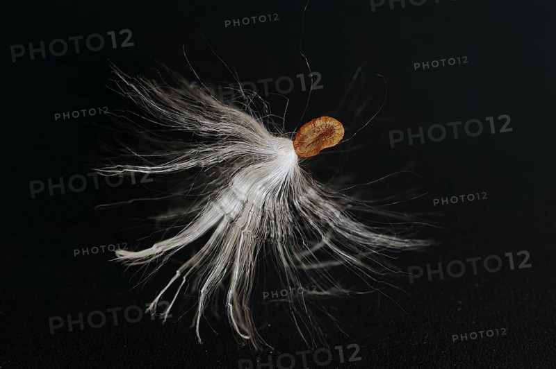 Common milkweed (Asclepias syriaca), flying seeds, ornamental plant, native to North America