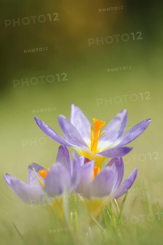 Sieber's crocus or Greek dwarf crocus (Crocus sieberi), North Rhine-Westphalia, Germany, Europe