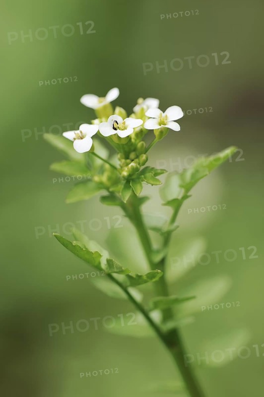 Watercress (Nasturtium officinale), flowers, medicinal plant, North Rhine-Westphalia, Germany, Europe