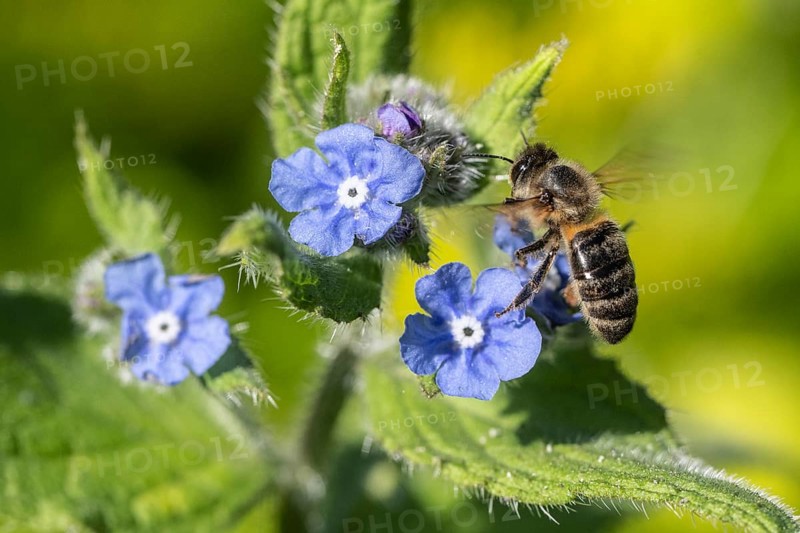 Honey bee (Apis mellifera) on Spanish ox tongue (Pentaglottis sempervirens), Emsland, Lower Saxony, Germany, Europe