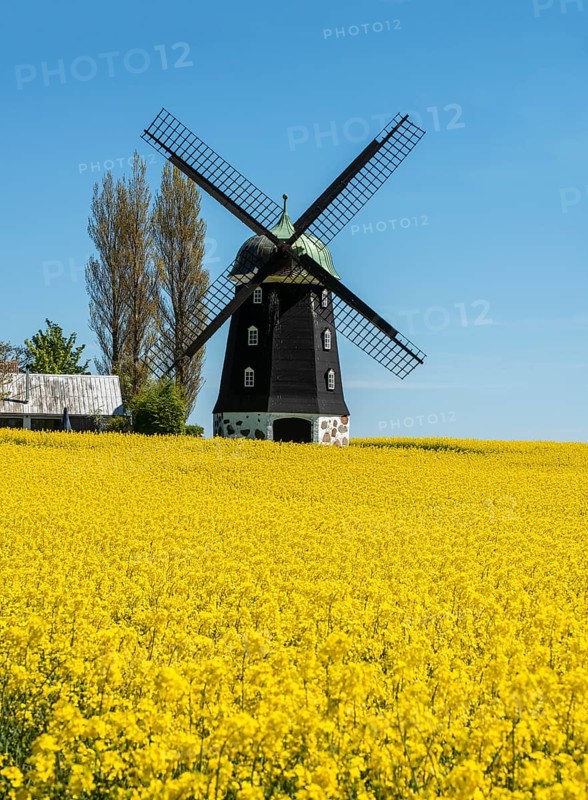 Windmill type Dutchman that was in use 1825, 1958, surrounded by blooming rapeseed fields and against blue sky in Hagestadborg, Ystad municipality, Skane, Sweden, Scandinavia, Europe