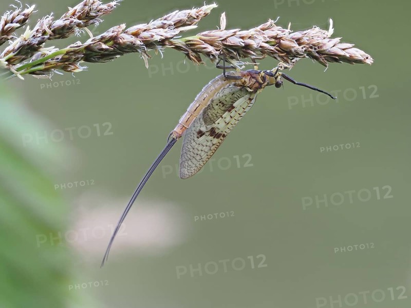 Dragonfly, rats, Styria, Austria, Europe