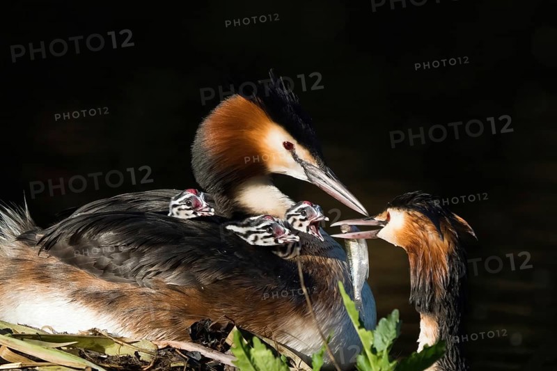 Great crested grebe (Podiceps scalloped ribbonfish) on the nest with three chicks, feeding scene, partner offers fish. Nature and family idyll dominate the picture, Hesse, Germany, Europe